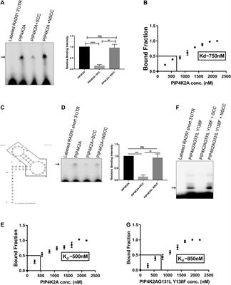 Conserved RNA Binding Activity of Phosphatidyl Inositol 5-Phosphate 4-Kinase (PIP4K2A)